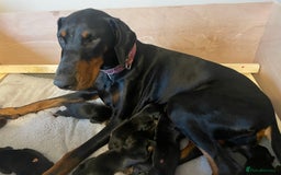 Dobermann dogs for sale: Puppies available  - Image 6