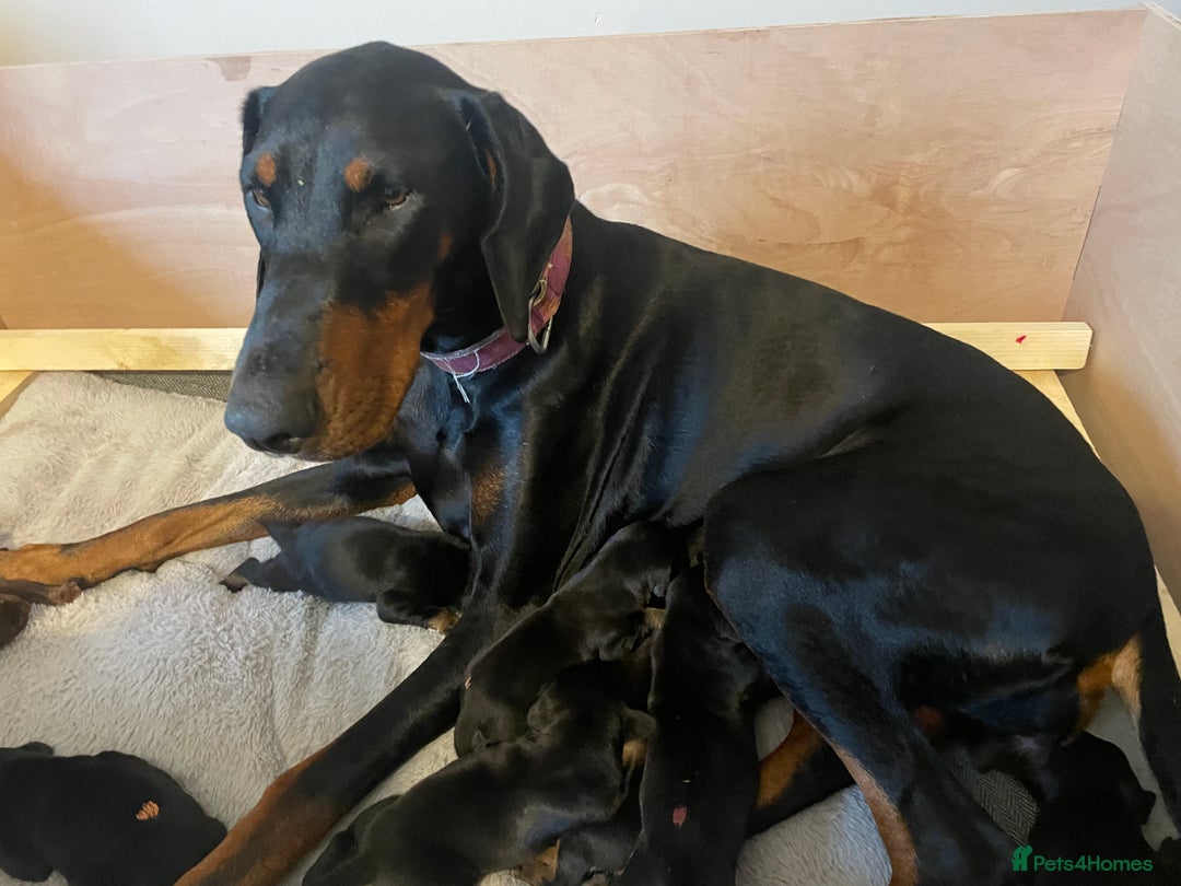 Dobermann dogs for sale: Puppies available  - Image 6