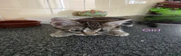 Mixed Breed cats for sale: Kittens looking for their forever homes - Advert 14