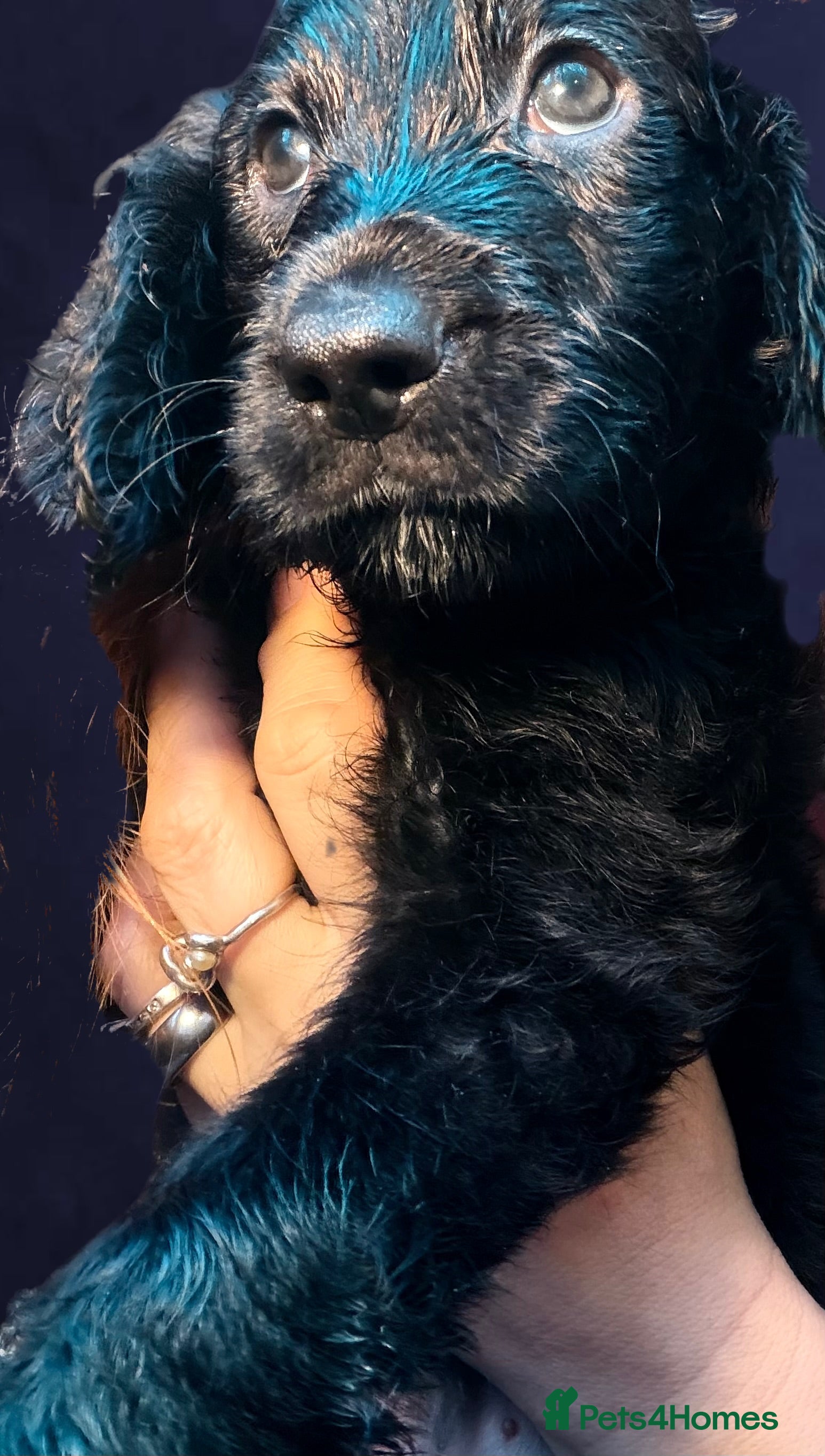 Mixed Breed dogs Stunning litter of Gordon Doodles. - Advert 2