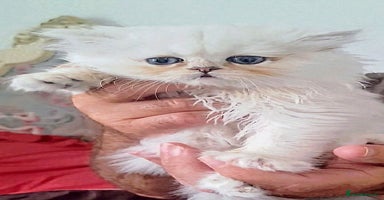 Persian cats - Advert 2