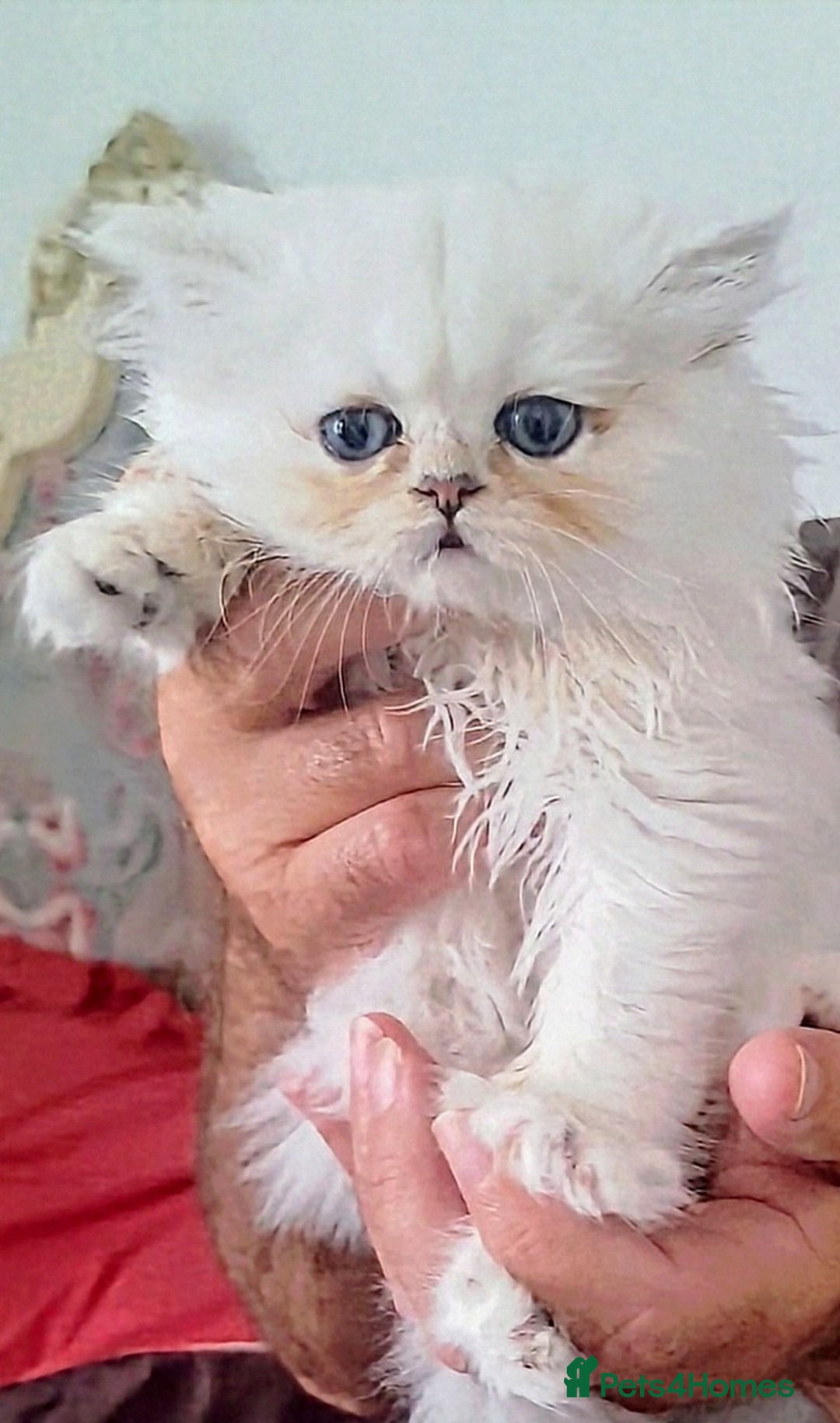 Persian cats for sale: Quality pure bred white tipped kittens - Image 2