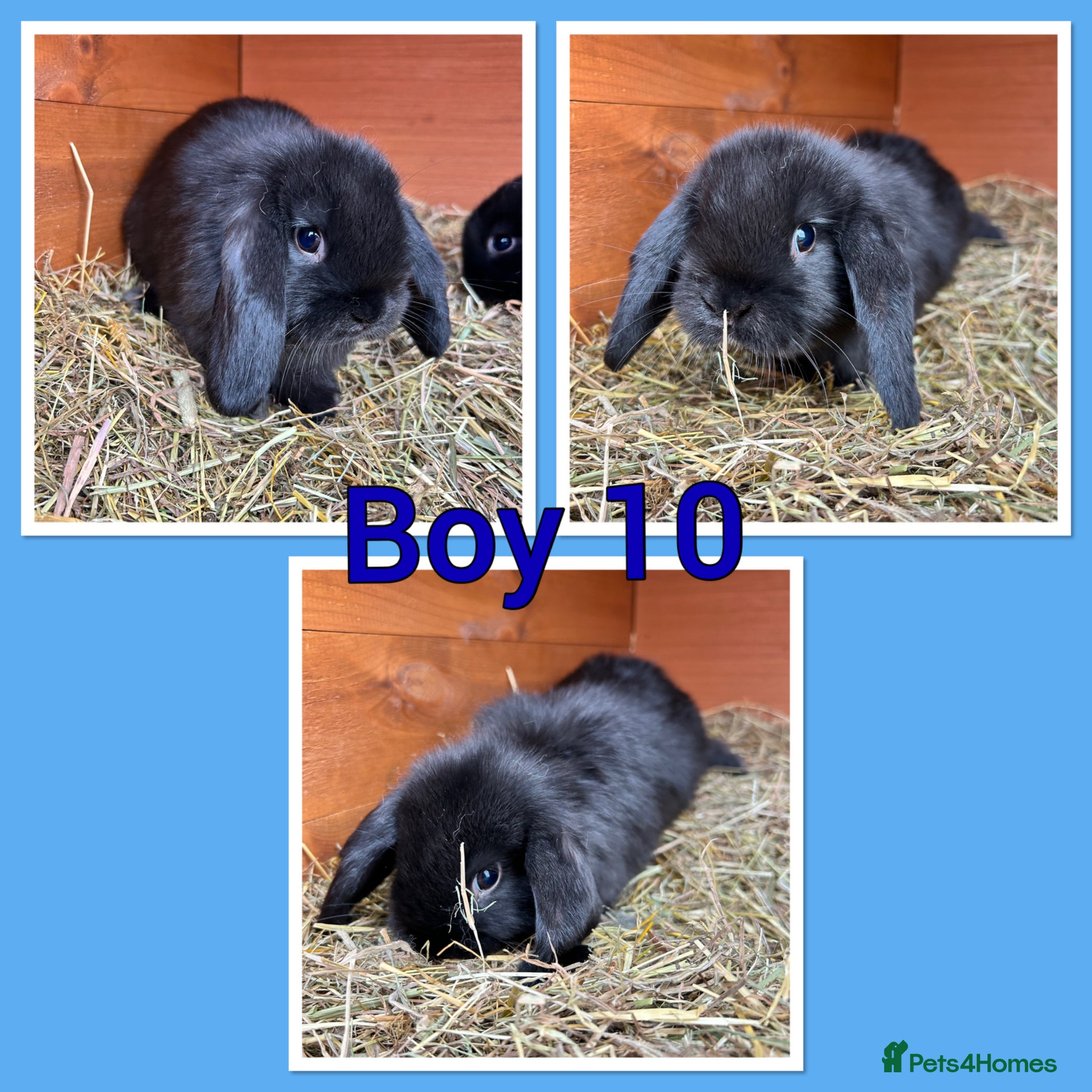 Mini Lop rabbits Mini lop babies  - Advert 15