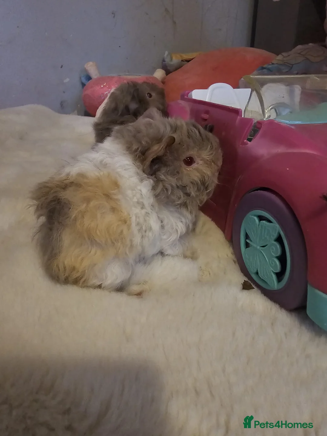 Guinea Pig rodents for sale: Adorable female guinea pig babies  in Nottingham - Advert 8