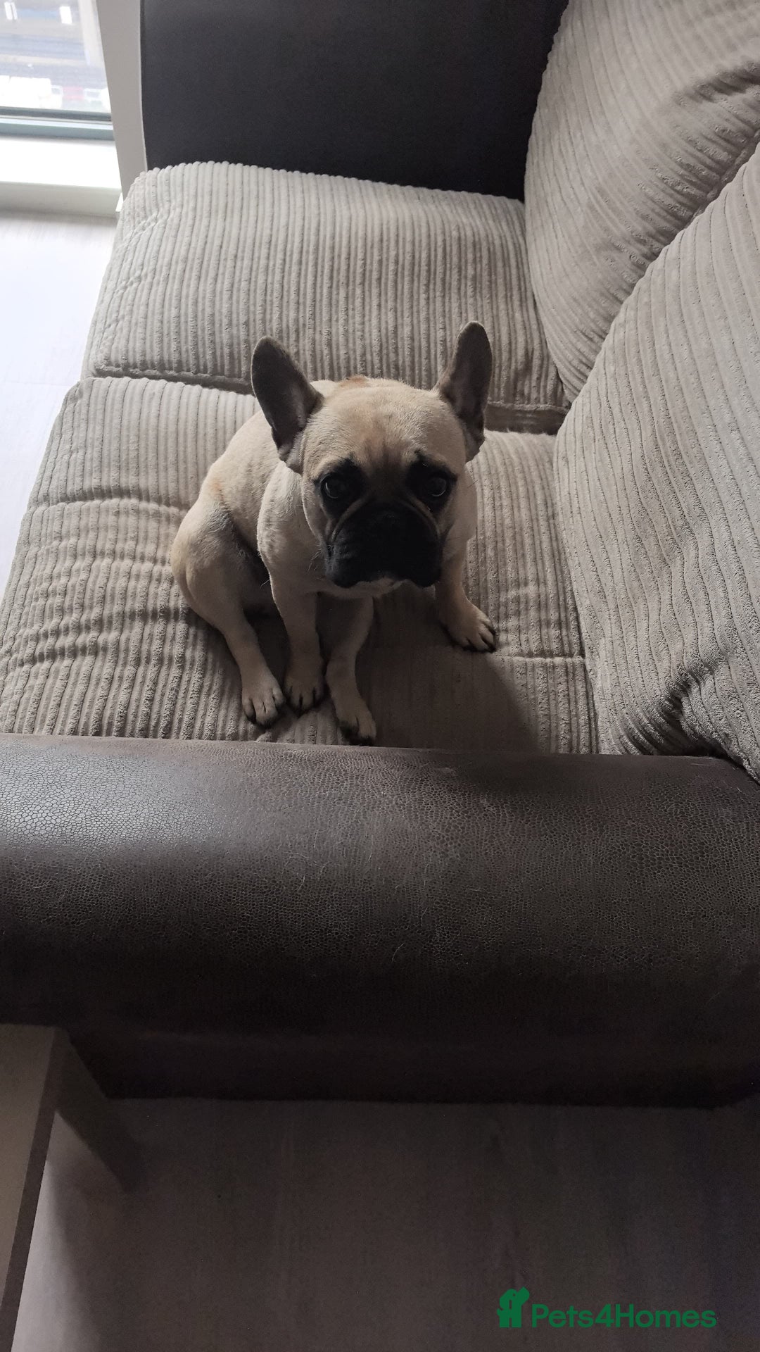 French Bulldog dogs for sale: French Bulldog - Image 3