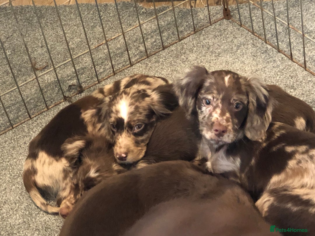 Cocker Spaniel dogs for sale: Cocker spaniel puppys - Advert 9