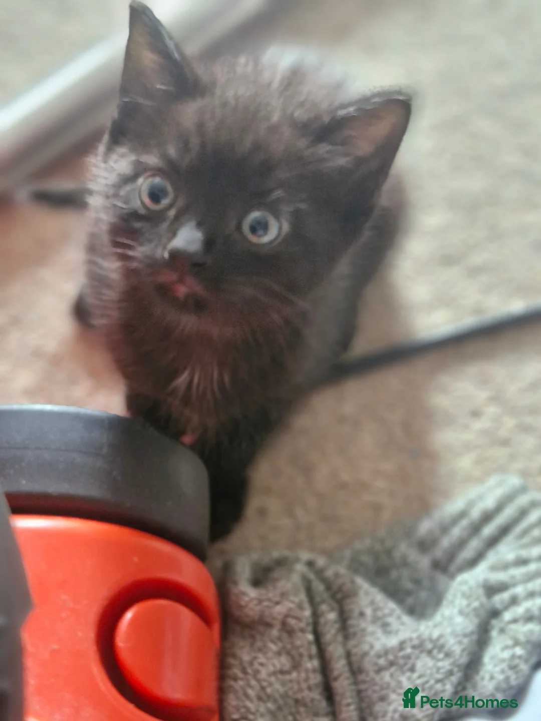 Mixed Breed cats for sale: 9 week old kittens ready to go now - Advert 2