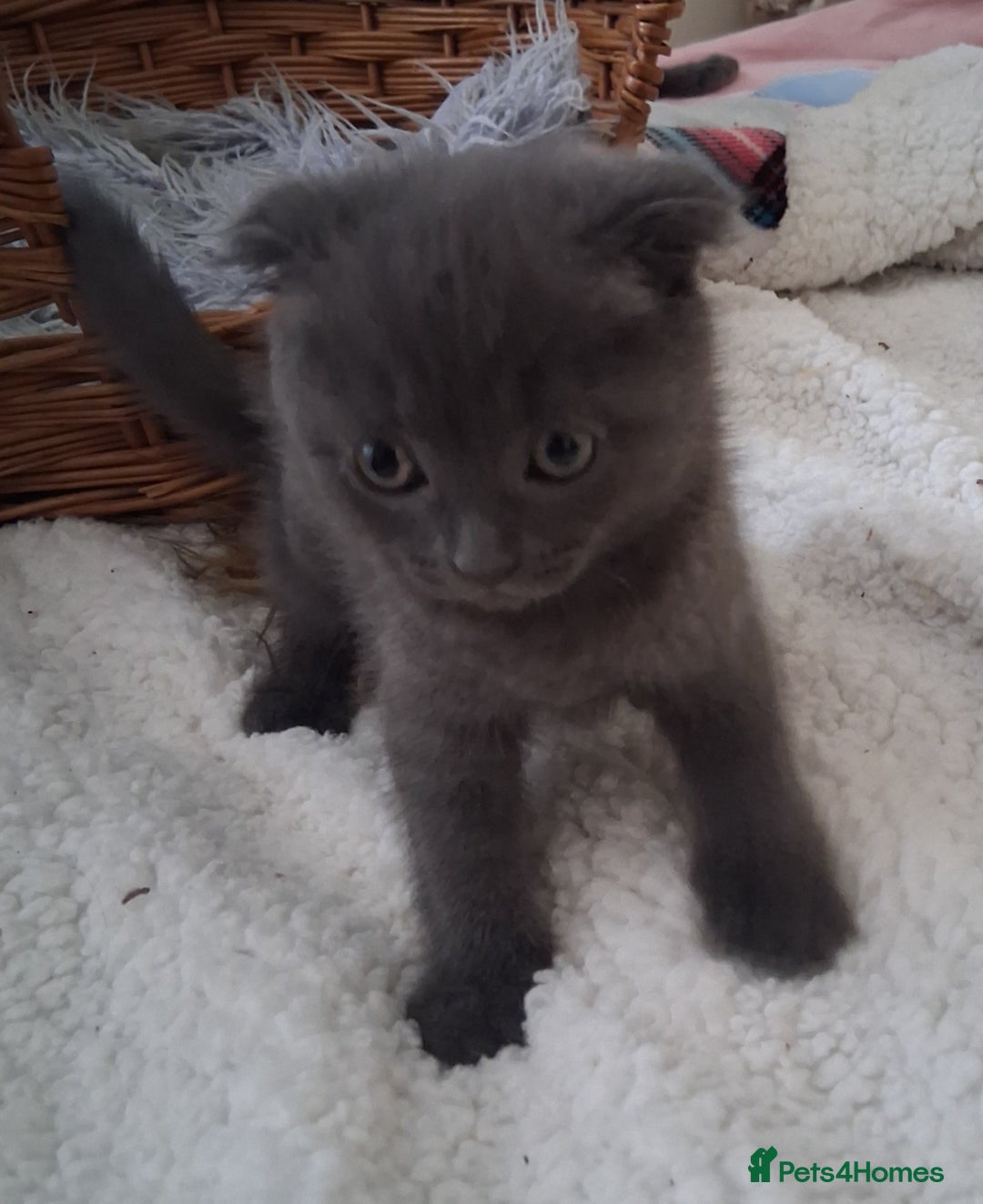 Scottish Fold cats for sale: Beautiful Grey Scottish Fold & Straight Kittens - Image 8