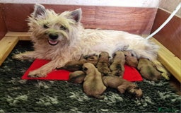 Cairn Terrier dogs for sale: KC reg Cairn Terrier boy pup - Image 3