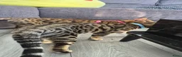 Bengal cats for sale: 🐆 Bengal Cat Pair Looking for a Loving Home 🐆 - Advert 7