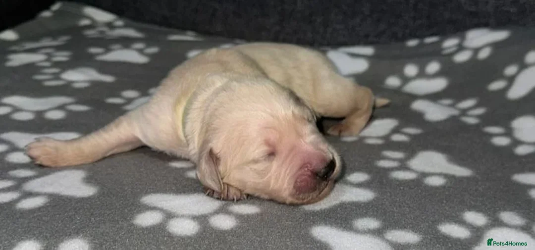Golden Retriever dogs for sale: ✨Gorgeous Golden Retriever pups🐶✨ in London - Advert 6
