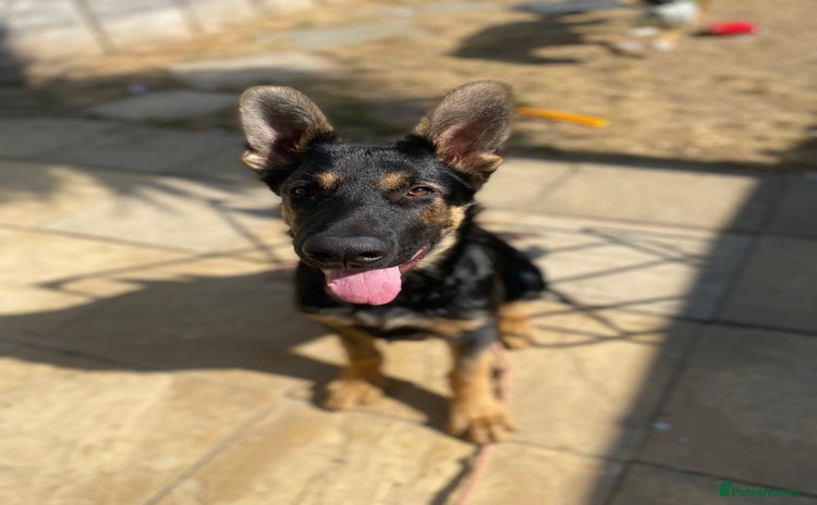 German Shepherd dogs - Advert 2