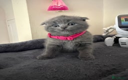 Scottish Fold cats for sale: Scottish fold - Image 2