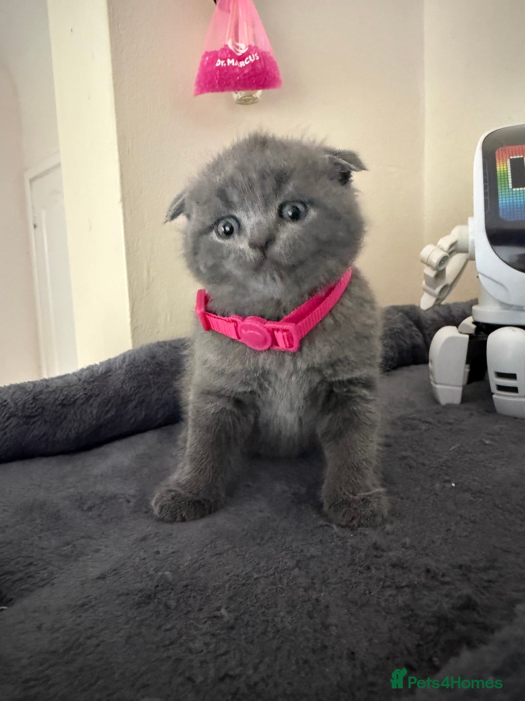 Scottish Fold cats for sale: Scottish fold - Image 2