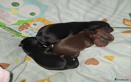 Yorkshire Terrier dogs for sale: Beautiful Toy Yorkshire Terrier puppies - Image 19