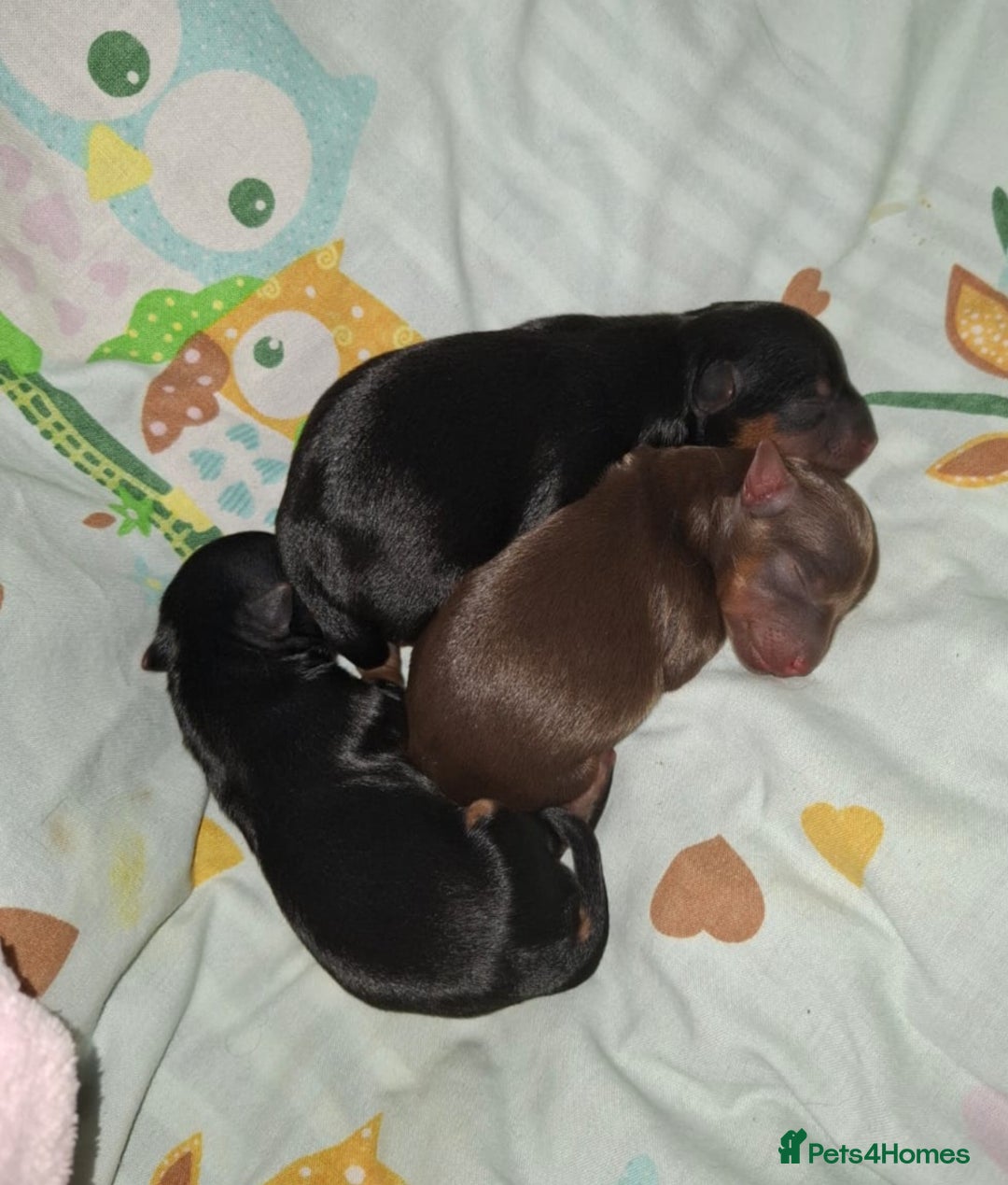 Yorkshire Terrier dogs for sale: Beautiful Toy Yorkshire Terrier puppies - Image 19