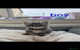 Ragdoll cats for sale: Ragdoll x British shirt hair - Image 5