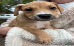 Staffordshire Bull Terrier dogs for sale: Beautiful Staffy pups - Image 1