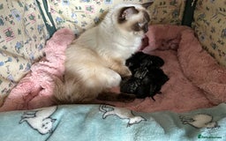 Mixed Breed cats for sale: Beautiful grey tabby kitten girl boy ragdoll cross - Image 2
