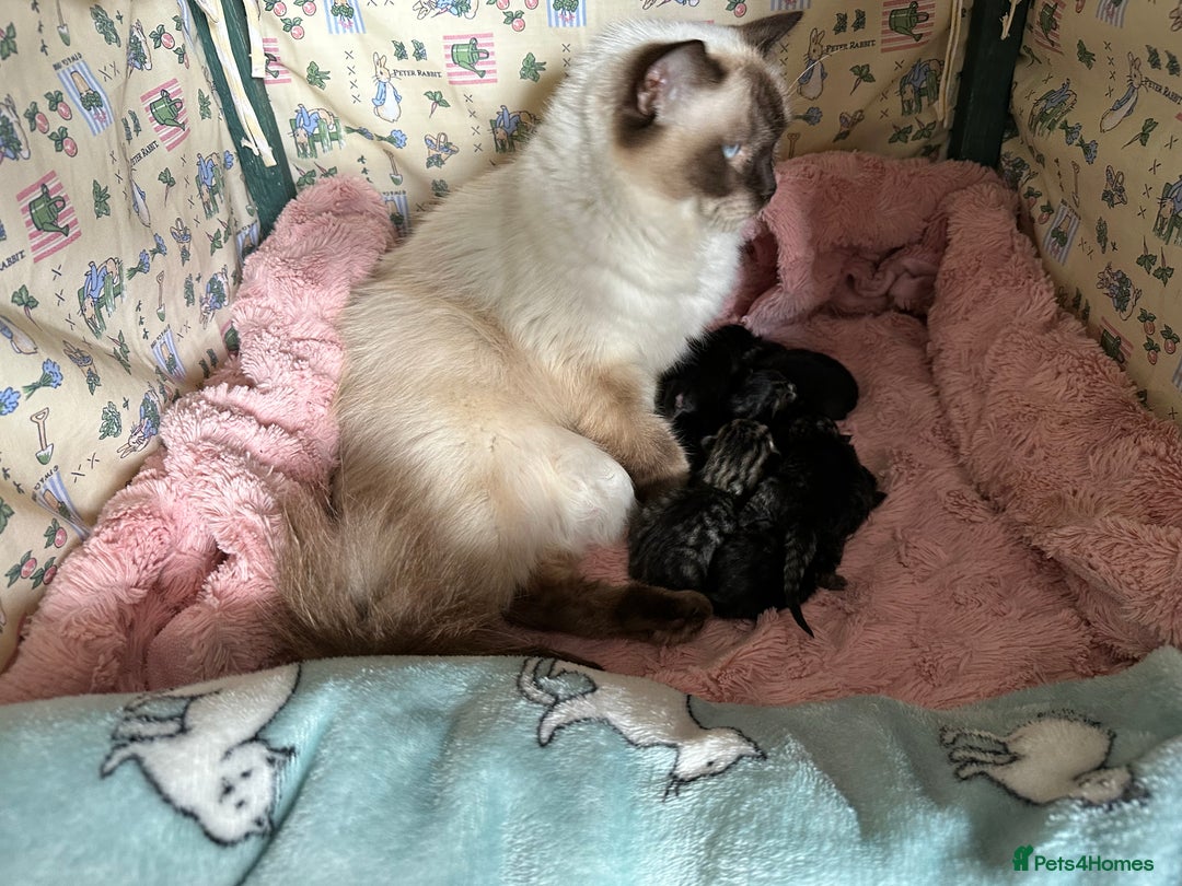 Mixed Breed cats for sale: Beautiful grey tabby kitten girl boy ragdoll cross - Image 2