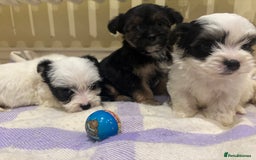 Morkie dogs for sale: 3 little morkies for sale  - Image 1