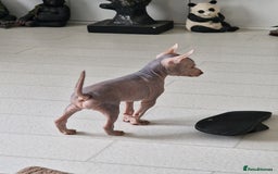 Mexican Hairless dogs for sale:  1 mini boy red  2000 mini black girl 2000. - Image 10