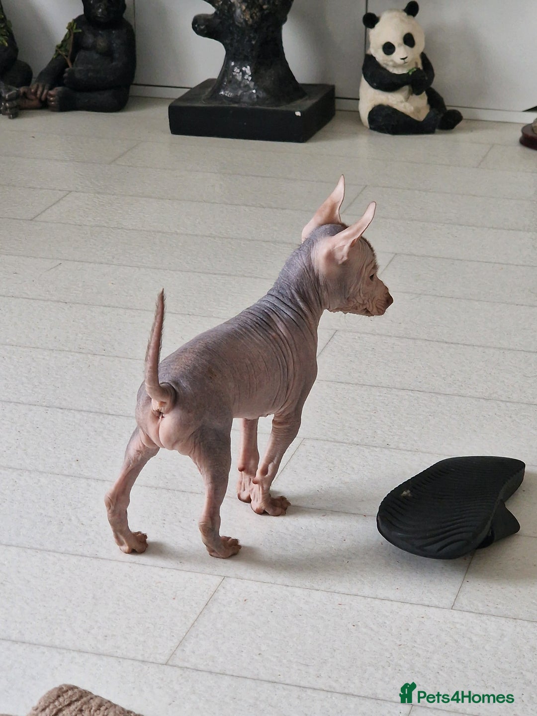 Mexican Hairless dogs for sale:  1 mini boy red  2000 mini black girl 2000. - Image 10
