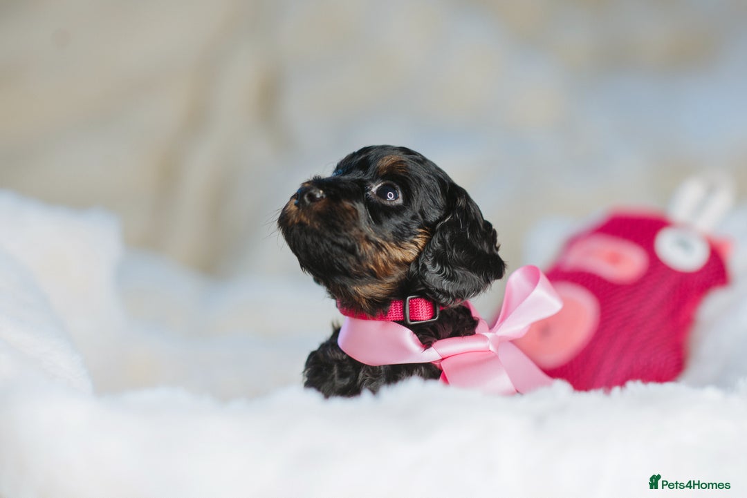 Cockapoo dogs for sale:  READY NOW!! 💙🐶💙2 boys Amazing F1b Cockapoos  - Advert 18