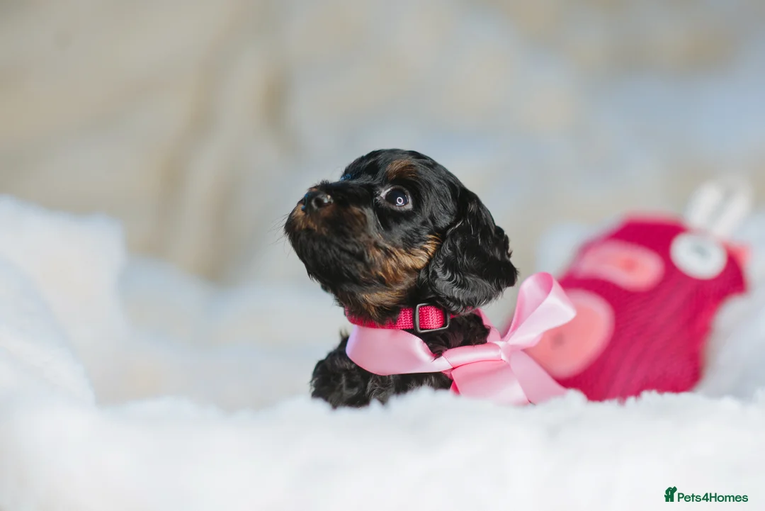 Cockapoo dogs for sale:  READY NOW!! 💙🐶💙2 boys Amazing F1b Cockapoos  - Advert 18