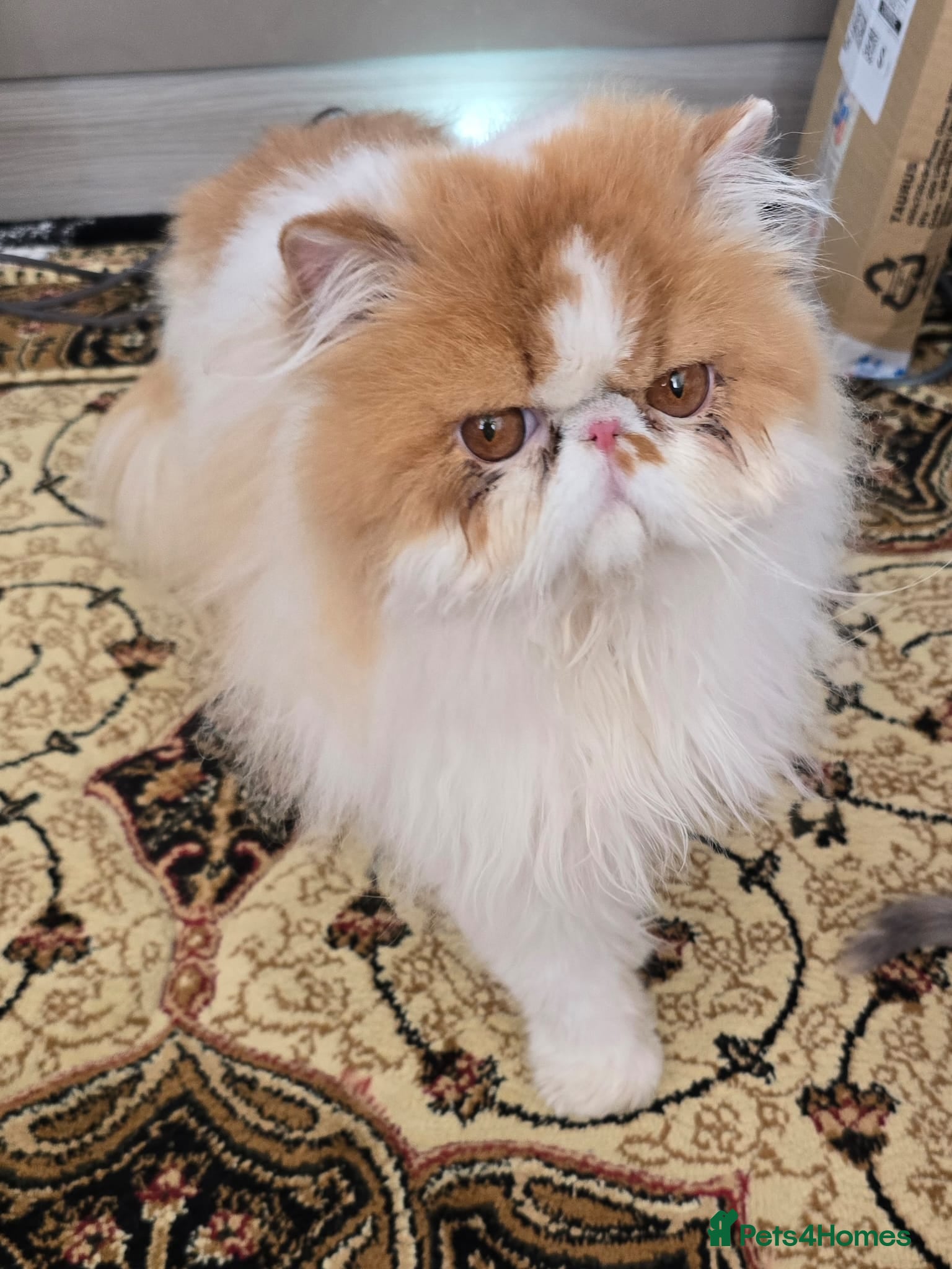 Persian cats Male Persian Pedigree CFA Champion - Advert 22