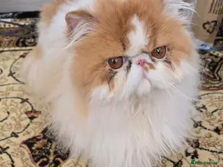 Persian cats Male Persian Pedigree CFA Champion - Advert 4