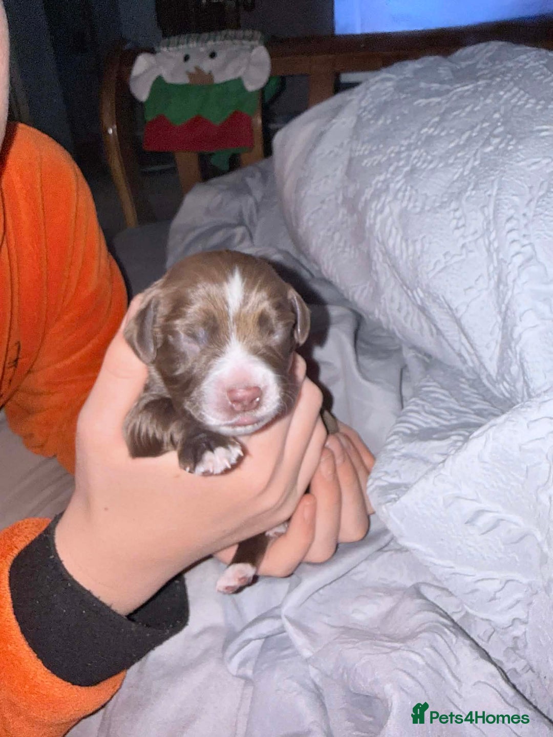 Sprocker dogs for sale: Sprocker Puppies for Sale, Mother Pure Bred Cocker - Advert 4