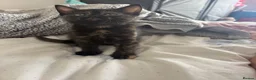 Mixed Breed cats for sale: Tortie kitten  - Advert 9