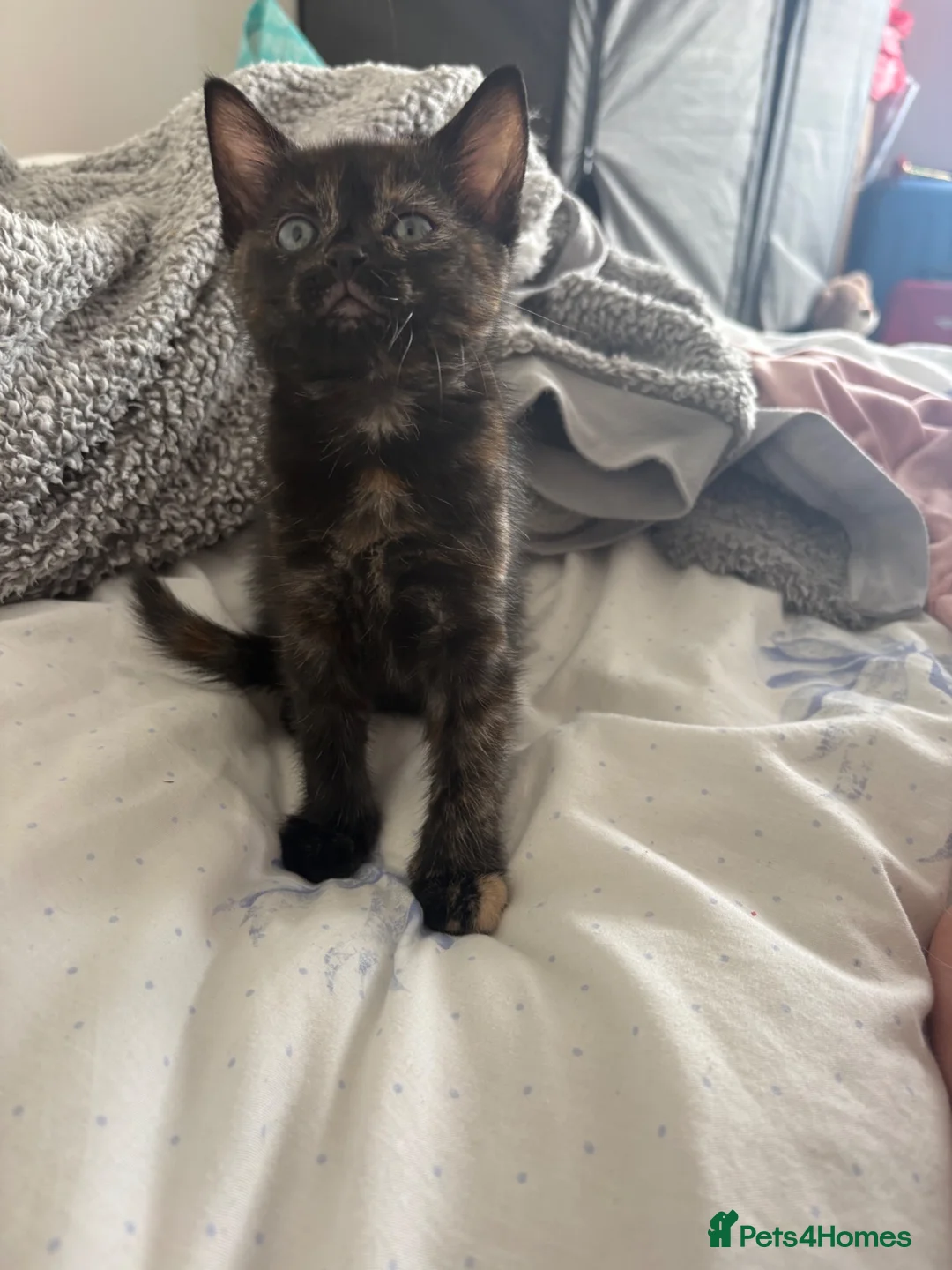 Mixed Breed cats for sale: Tortie kitten  - Advert 9
