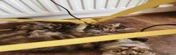 Maine Coon cats for sale: REDUCED due to buyer let down   Ginger girl  - Advert 17