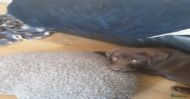 Labrador Retriever dogs - Advert 3