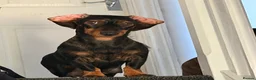 Mixed Breed dogs for sale: Gorgeous Female Pup (Last One)  in Norwich - Advert 2