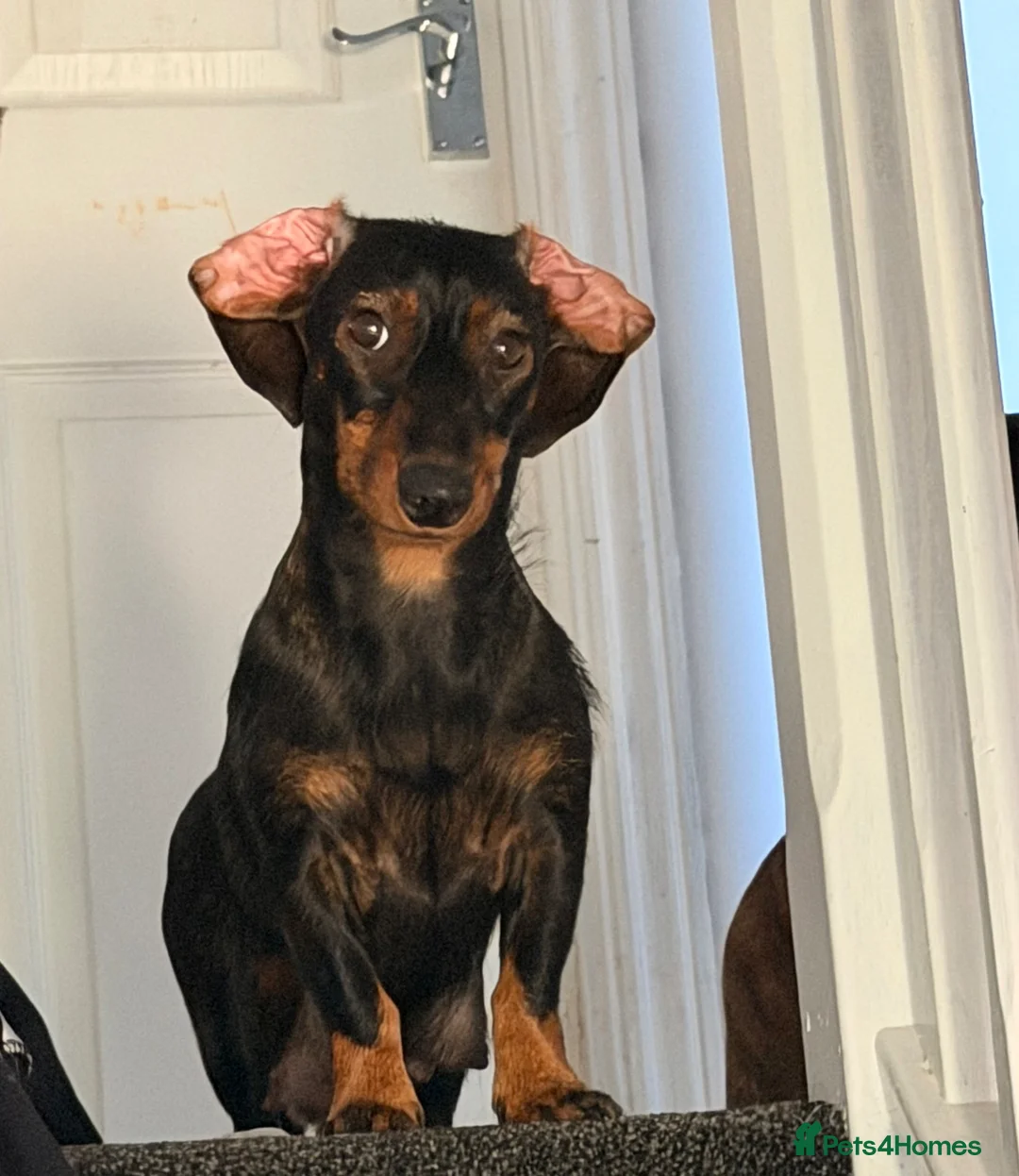 Mixed Breed dogs for sale: Gorgeous Female Pup (Last One)  in Norwich - Advert 2