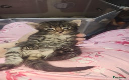 Turkish Angora cats for sale: Turkish angora cross Bengal  - Image 36