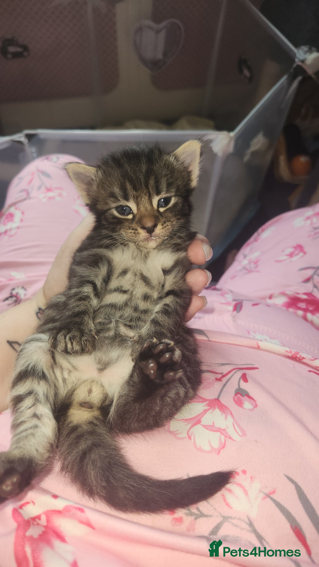 Turkish Angora cats for sale: Turkish angora cross Bengal  - Image 36