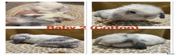 Mini Lop rabbits for sale: 5 Beautiful Baby Mini Lop Rabbits  - Advert 3