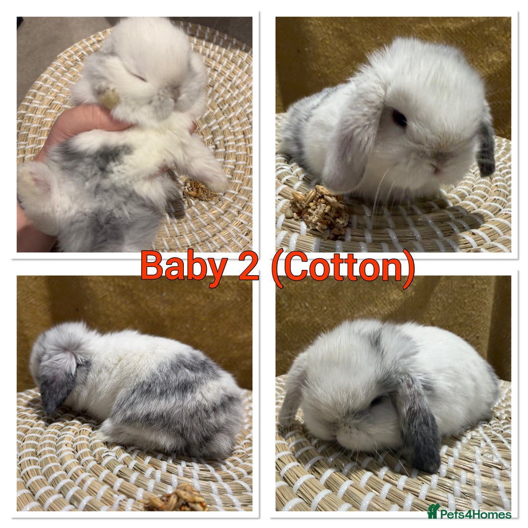 Mini Lop rabbits for sale: 5 Beautiful Baby Mini Lop Rabbits  - Advert 3