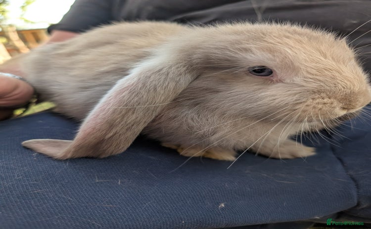 French Lop rabbits - Advert 4