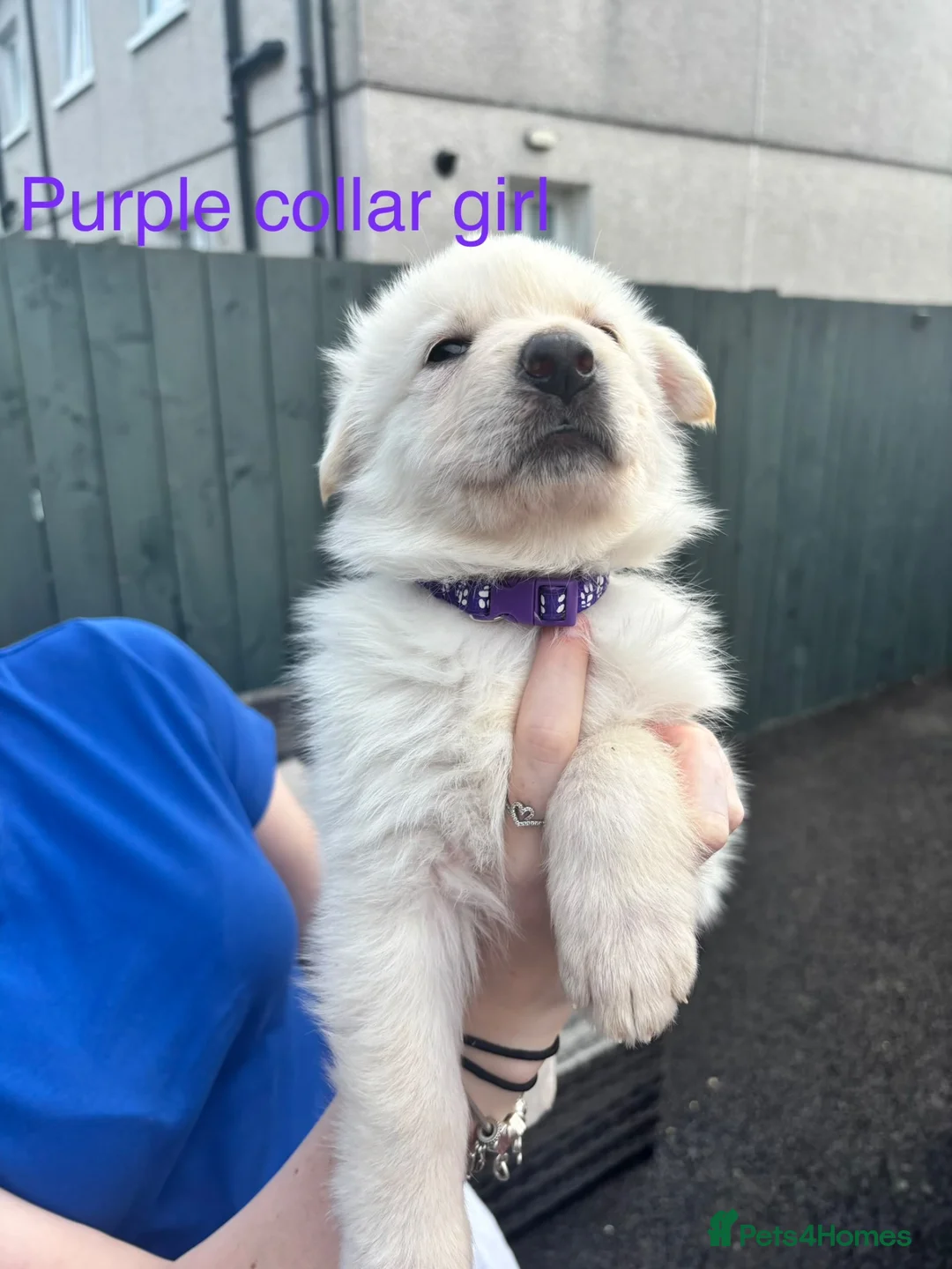 German Shepherd dogs for sale: German Shepherd Puppies  - Advert 1
