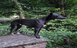 Lurcher dogs for stud: 🌟 Lurcher Stud Available 🌟  - Image 4