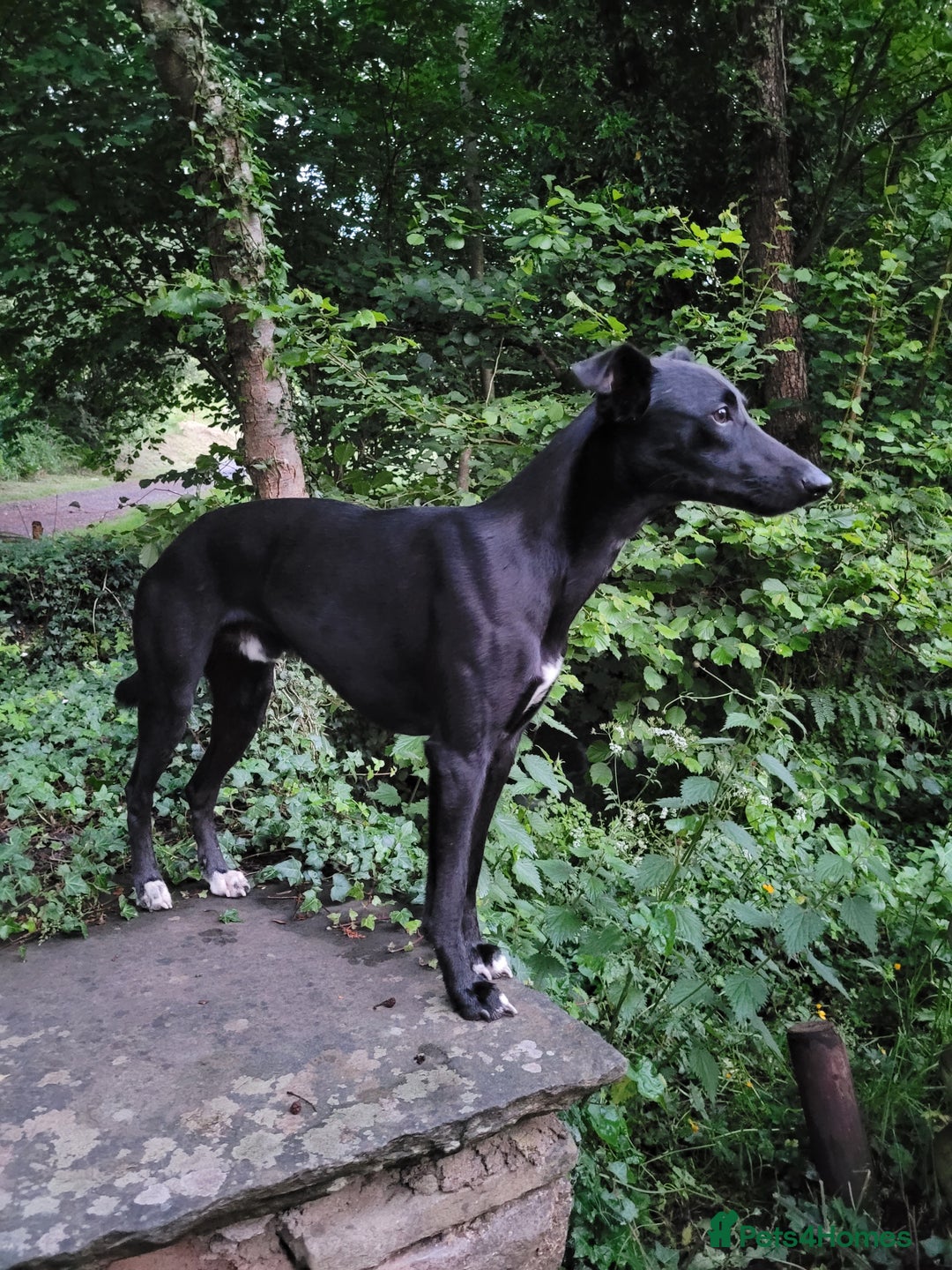 Lurcher dogs for stud: 🌟 Lurcher Stud Available 🌟  - Image 4