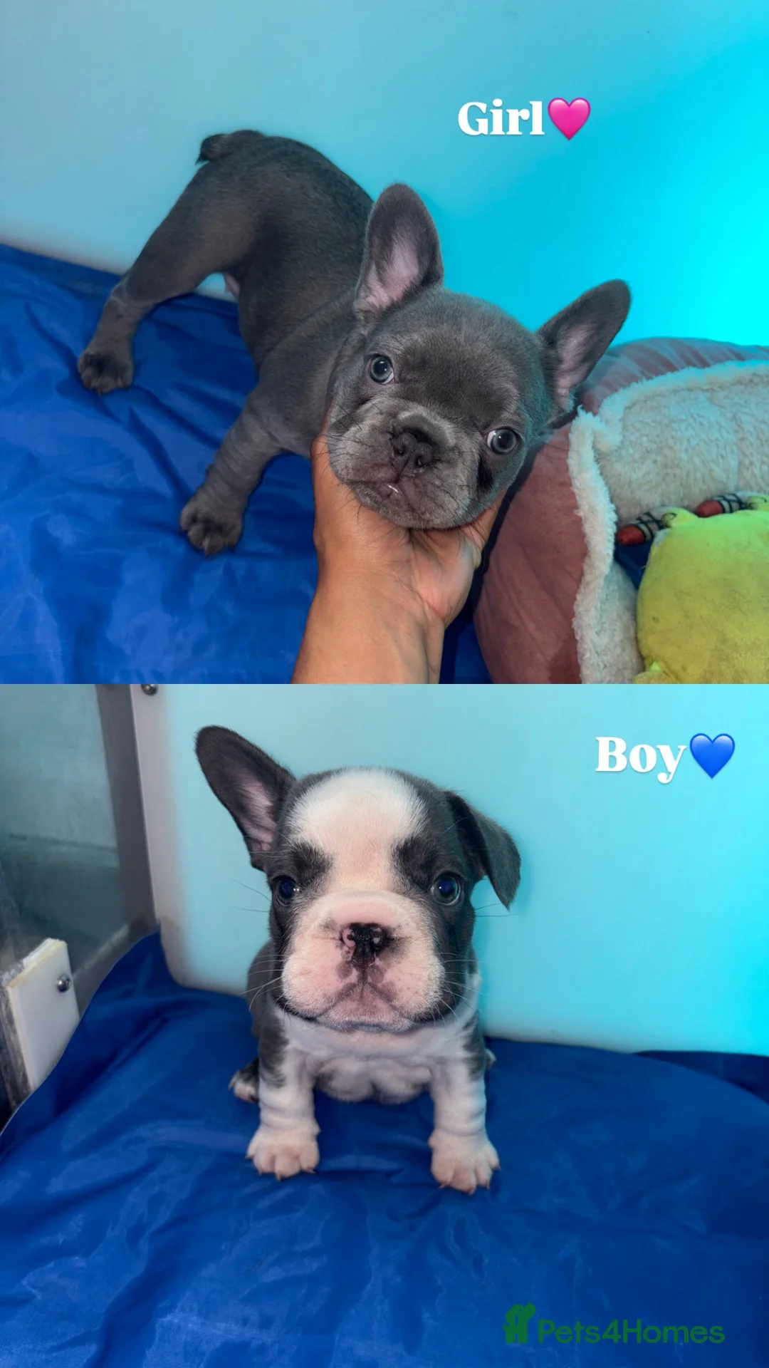 French Bulldog dogs for sale: 2 frenchie puppies for sale  in Dartford - Advert 2