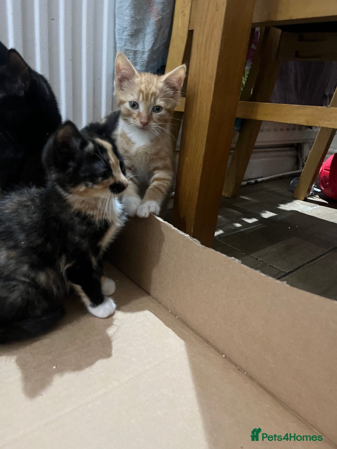 Mixed Breed cats for sale: Kittens ready now - Advert 5