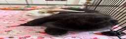 French Lop rabbits for sale: 2 BONDED FEMALE RABBITS in Teddington - Advert 2