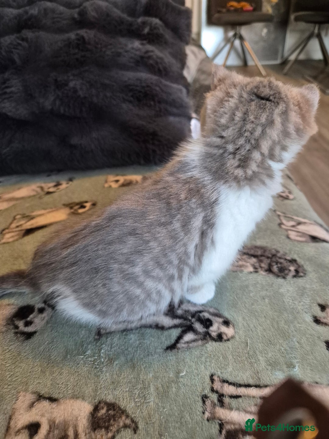 Selkirk Rex cats for sale: Pedigree selkirk rex girls non curly - Advert 28